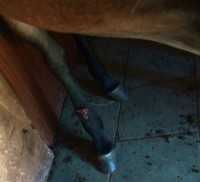 /album/petlink-up/wire-in-leg-250x227-jpg/